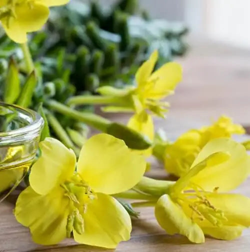 Evening Primrose Oil