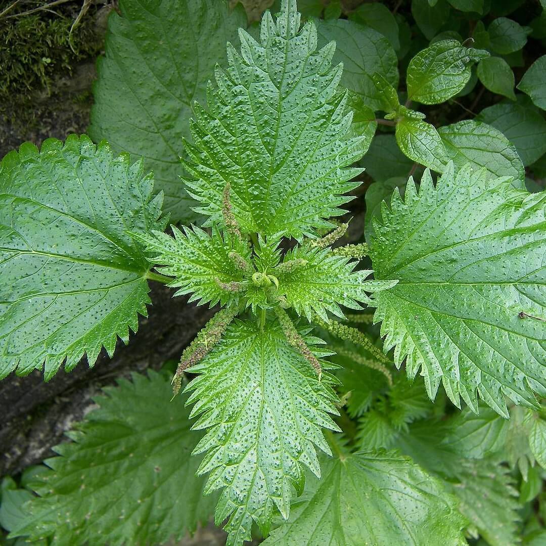 Nattle Leaves