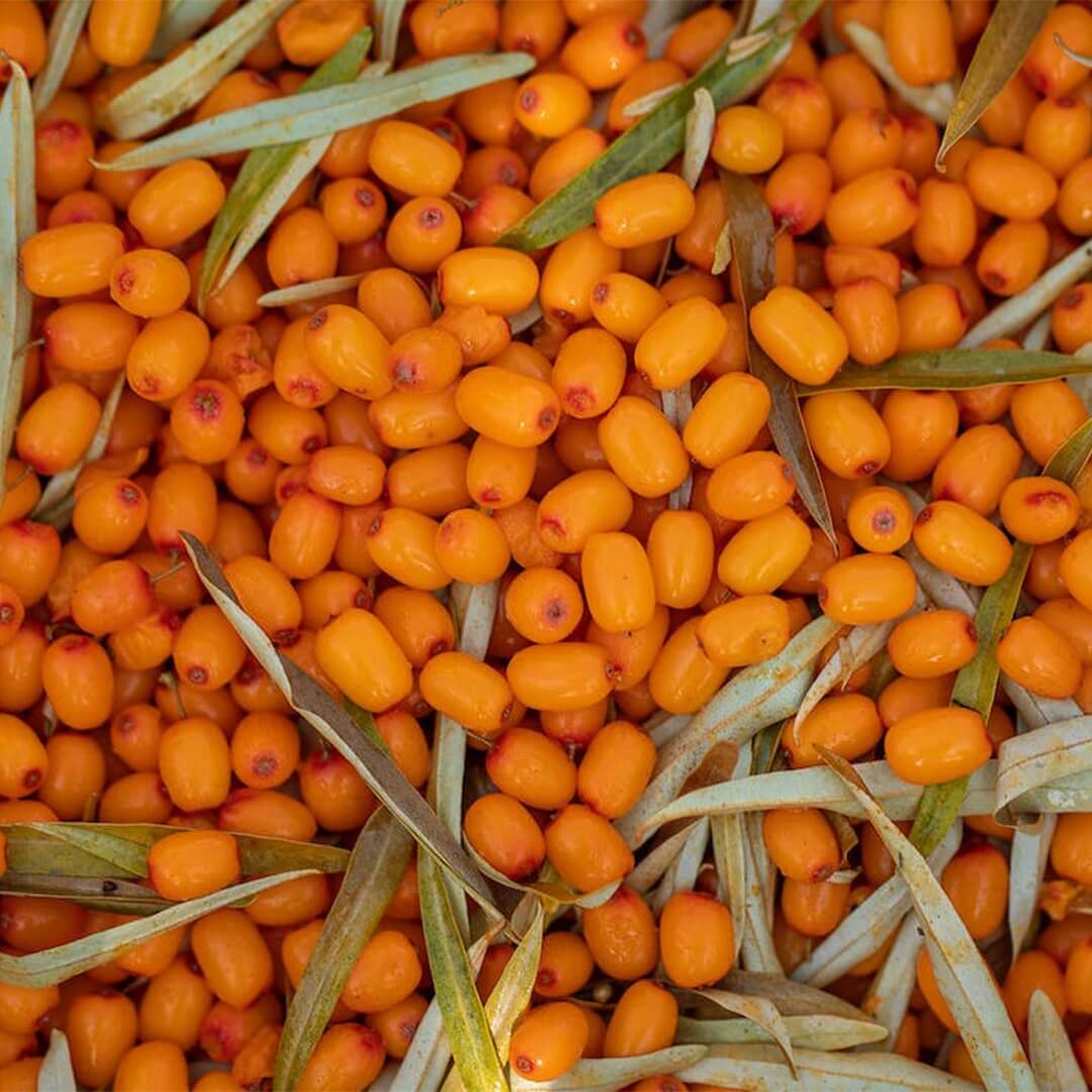 Sea Buckthorn Oil